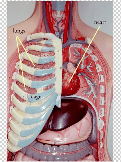 Anatomy Of Ribs And Organs Human Ribcage And Internal Organs