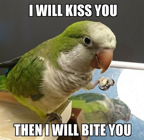 Quaker Meme Funny Parrots Funny Birds Parrot Pet
