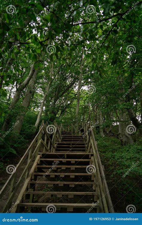 Wooden Staircase In Forest On Mons Klint Mon Island Denmark Europe