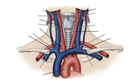 Anatomy Neck Veins