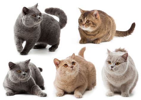 British Shorthair Breed Profile Cat World