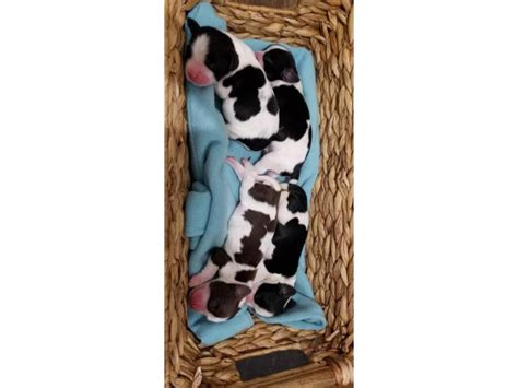 2 days old english springer spaniel puppies source:instagram. 10 English Springer Spaniel puppies for sale in Irving, Texas - Puppies for Sale Near Me