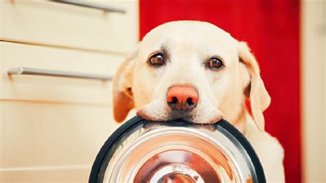 Dog Holding Food Bowl