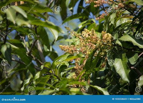 Mango Tree Blossoms Of Mango Flower Stock Image Image Of Vegetation