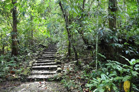 Jungle Walks - Central America (29.11.18) - JONO VERNON-POWELL