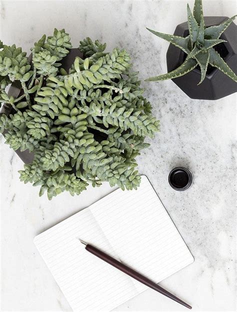 The Best Plants For Your Desk Gardening Tips And Advice Uk