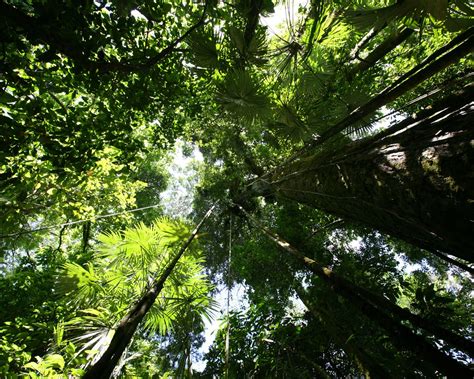 Rainforest Canopy Wallpaper Plants Nature Wallpapers In  Format For