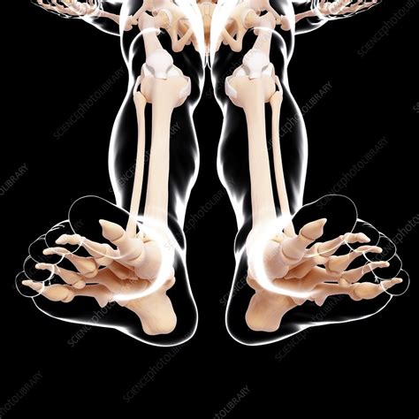 Human Leg Bones Artwork Stock Image F0079962 Science Photo Library