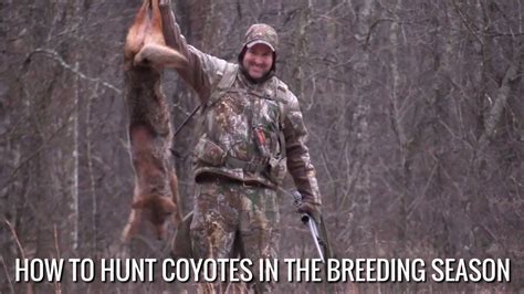 How To Hunt Coyotes In The Breeding Season Youtube