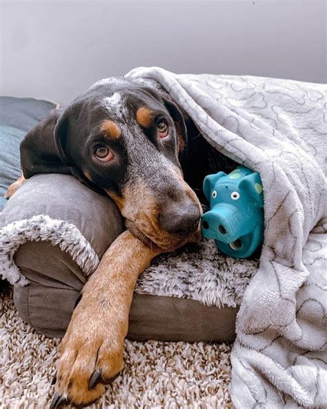 15 Cool Facts About Coonhounds Page 2 Of 5 The Dogman