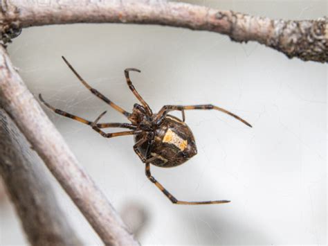 Spiders On The Lanai A Year Round Pest Problem Drive Bye Pest