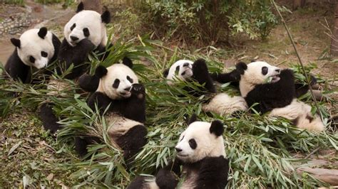 Imaxs Pandas Tracks Chinas Efforts To Release Pandas