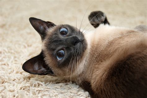 The ragdoll pictured above, dandenong tora the very first raggie, named josephine was what we now call a seal point and all the ragdoll cats in the world are essentially her descendants. How to Choose Siamese Cat Names - 2016 Siamese Cats