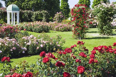 Rose Garden Design Bookmark 7600