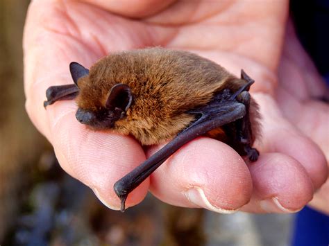 Microbat Facts Virginia Bat Pros