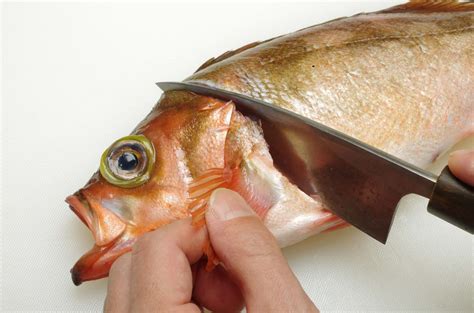ウスメバルのさばき方 釣魚図鑑（特徴・仕掛け・さばき方） Honda釣り倶楽部 Honda
