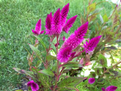 Bright Pink Fiery Feathery Annuals Backyard Neophyte Landscaping Blog