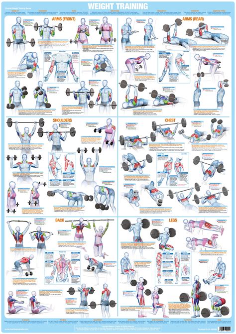 Weight Training Bodybuilding Poster Barbell Dumbbell Exercise Etsy