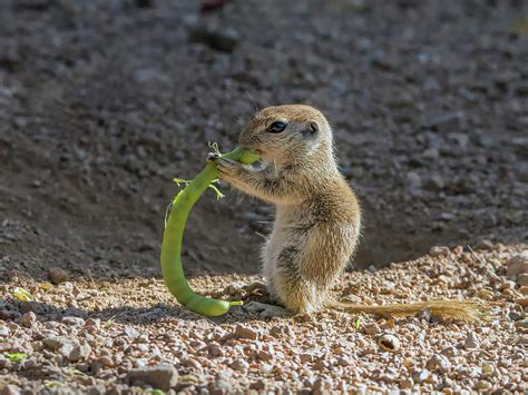 Round Tailed Ground Squirrel Eating 1252 Photograph By Tam Ryan Fine