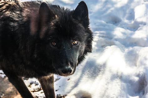 Black Wolf Animal Spirit Guides Spirit Animal Black Wolf