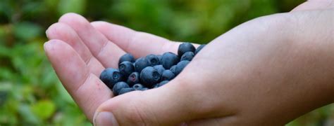 Die gemeinden des alta valtellina das pilzesammeln auf dem gemeindegebiet nicht geregelt oder beschränkt und somit kannsich jeder auf. Beeren, Blumen, Pilze: Wann's fürs Sammeln ein Bußgeld ...