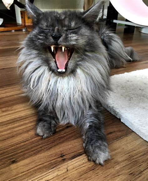 Thor Black Smoke Maine Coon Cat Yawn Funny Cat Photos Funny Animal