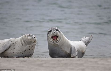 Chuckling Seals That Love To Have A Laugh And Are Bound To Put A Smile