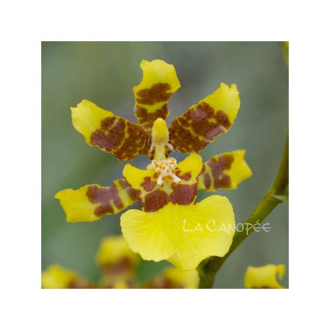 Oncidium Altissimum Orchidée Vente