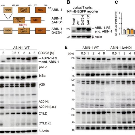 Negative Function Of Abin 1 On Cbm Signaling Relies On Binding To A20
