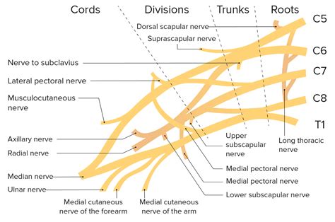 Plexo Braquial Nerve Anatomy Muscle Anatomy Anatomy A Vrogue Co