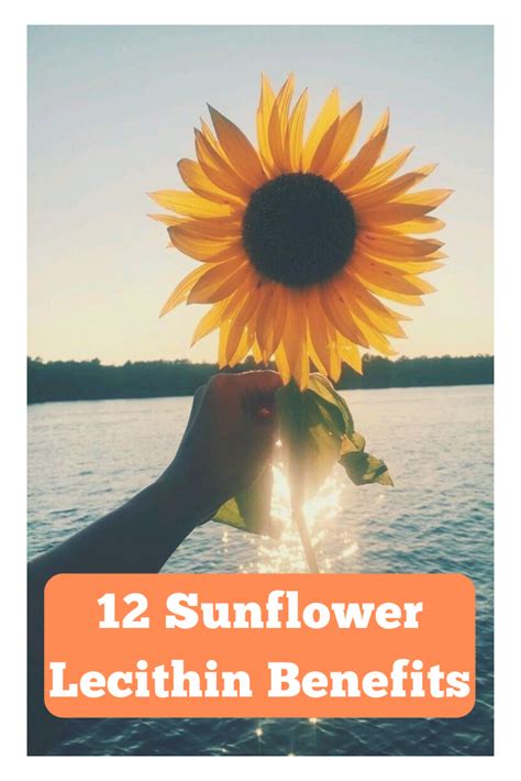 12 sunflower lecithin benefits and how to include it in your diet sunflower lecithin benefits