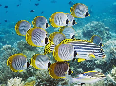 Hd Wallpaper Underwater Swim Ocean Coral Fish