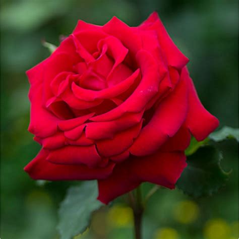 Check out this beautiful photo of red and pink combined flower. Buy Rose flower plant (Red) online at cheap price on ...