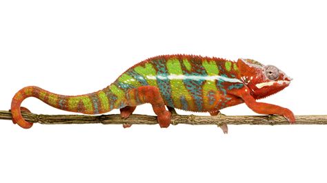 The Meaning And Symbolism Of The Word Chameleon