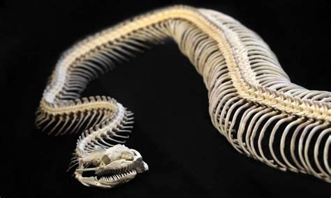 Snake Skeletons Heres What Makes Them So Unique A Z Animals
