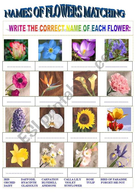 Order The Flowers By Size Worksheet Free Printable Free Printable