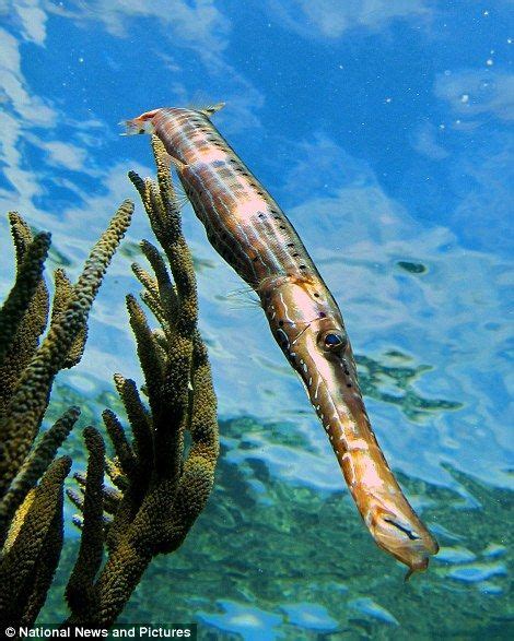 The Beauty And Terror Of Marine Life Stunning Underwater Shots
