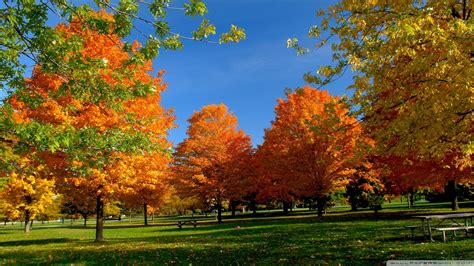 Download Orange Fall Trees Wallpaper 1920x1080 Wallpoper