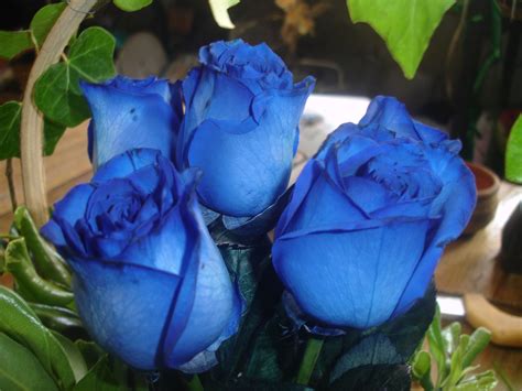 Hermosas Rosas Azules Para Un Detalle Floral Inolvidable Rosas