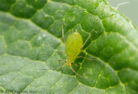 http://entomology.ces.ncsu.edu/2014/03/another-unexpected-aphid-in-strawberries/