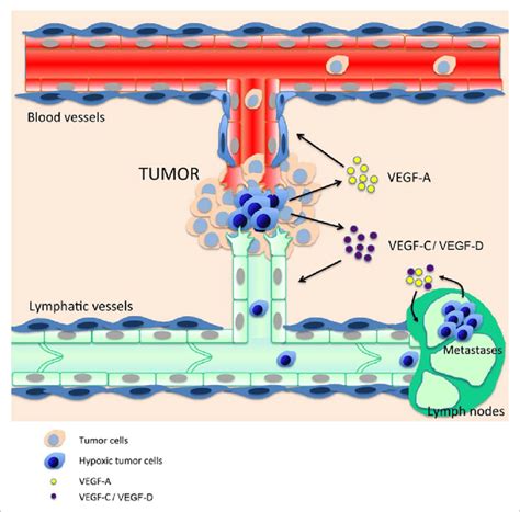 Crosstalk Between Tumor Hypoxia And The Lymphatic And Blood