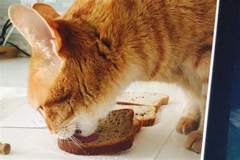 Can Cats Eat Bread Is Bread Safe For Cats Cattime Cat Bread