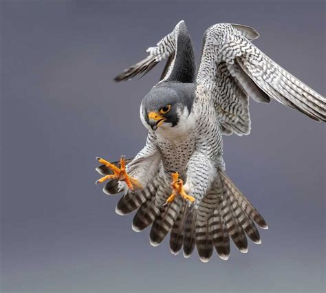 Discover Scotlands Iconic Peregrine Falcons Biology Habitat And