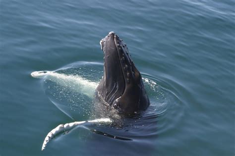 Humpback Whale Whale And Dolphin Conservation Usa