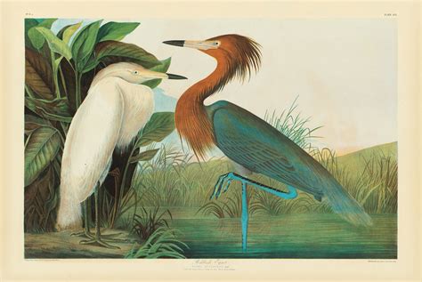 Audubon On Display In Republished Birds Of America