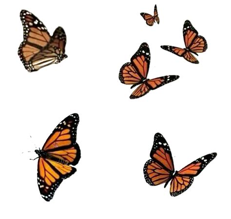 Monarch Butterfly Aesthetic Wallpaper