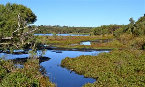 Free Images Landscape Tree Forest Marsh Wilderness Meadow Lake