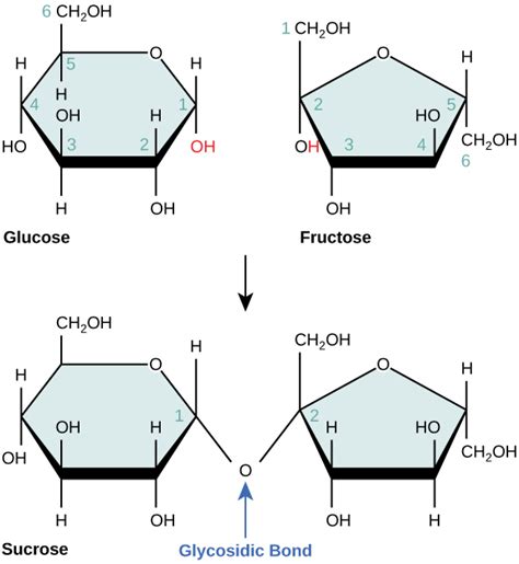 Carbohydrates Biology For Majors I