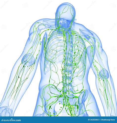 Vue Arrière De Système Lymphatique Transparent Illustration Stock