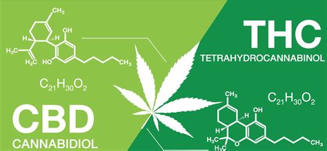 What Cbd Thc Ratio Should I Use To Get The Best Effects Docmj Florida